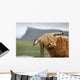 highland cow Wall Mural