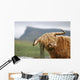 highland cow Wall Mural