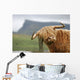 highland cow Wall Mural