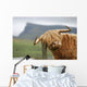 highland cow Wall Mural