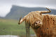 highland cow Wall Mural