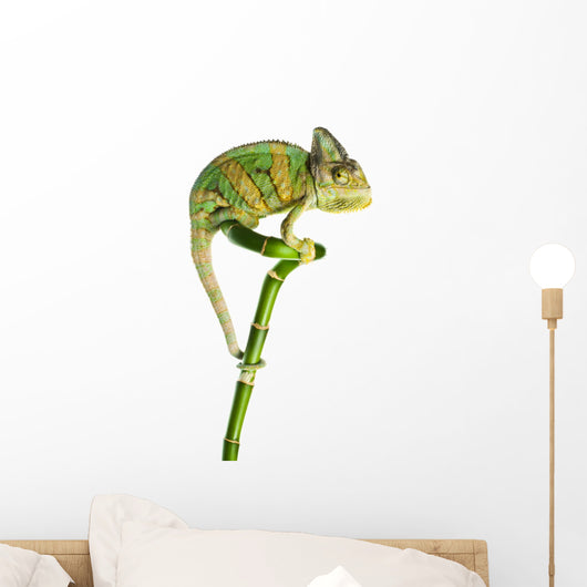 Chameleon on a Bamboo Wall Decal