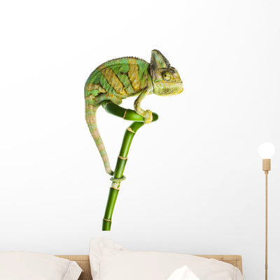 Chameleon Bamboo Wall Decal shown on a wall