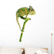 Chameleon on a Bamboo Wall Decal