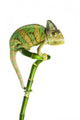 Chameleon on a Bamboo Wall Decal