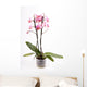 Orchid Wall Mural