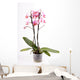Orchid Wall Mural