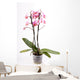 Orchid Wall Mural