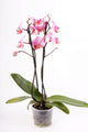Orchid Wall Mural