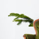 Gazka Twig Wall Decal