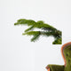 Gazka Twig Wall Decal