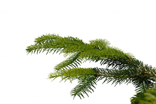 Gazka Twig Wall Decal