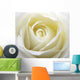 White rose close up Wall Mural