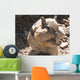 Chubby Cheeks Wall Mural