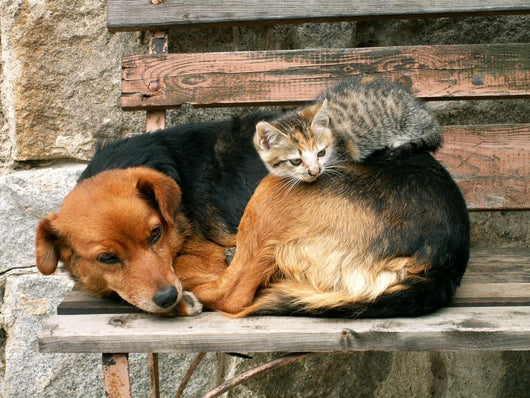 Cat and Dog Friends Wall Decal