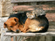 Cat and Dog Friends Wall Decal