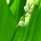 lily of the valley Wall Mural