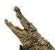 Alligator Wall Decal