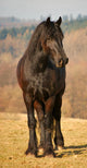Frisian 3 Wall Mural
