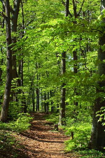 Waldweg Wall Decal