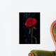 Rose in the Dew Drops on Black Wall Mural