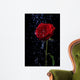 Rose in the Dew Drops on Black Wall Mural