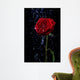 Rose in the Dew Drops on Black Wall Mural