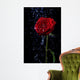 Rose in the Dew Drops on Black Wall Mural