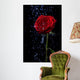 Rose in the Dew Drops on Black Wall Mural