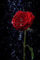 Rose in the Dew Drops on Black Wall Mural