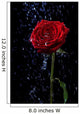 Rose in the Dew Drops on Black Wall Mural