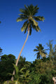 Palm Wall Mural