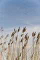 Landscape Wall Mural