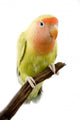 Lovebird Wall Mural