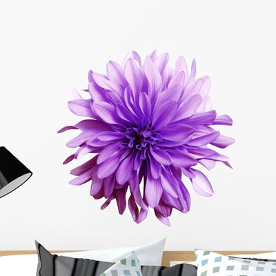 Shaggy Purple Dahlia Flower Wall Decal shown on a wall