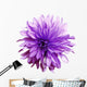 Shaggy Purple Dahlia Flower Wall Decal