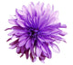 Shaggy Purple Dahlia Flower Wall Decal