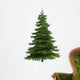 Tree isolated on white Wall Decal