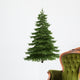 Tree isolated on white Wall Decal