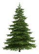 Tree isolated on white Wall Decal