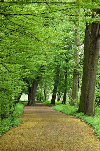 Walk Park Wall Decal Design 2