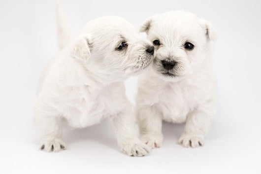 Kissing Puppies Wall Decal