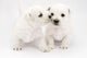 Kissing Puppies Wall Decal