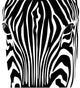 testa zebra Wall Mural