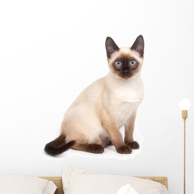 Siamese Cat Wall Decal shown on a wall