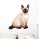 A siamese cat with bright blue eyes on a white background Wall Decal