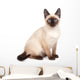 A siamese cat with bright blue eyes on a white background Wall Decal