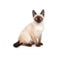 A siamese cat with bright blue eyes on a white background Wall Decal