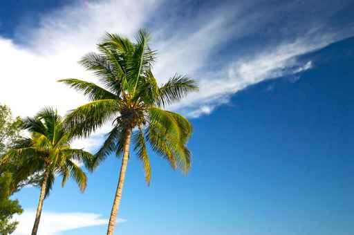 Two Palm Trees and Wall Decal