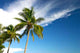 Two Palm Trees and Wall Decal